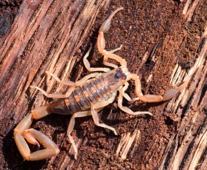 Striped Bark Scorpion