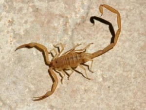 Bark Scorpion 